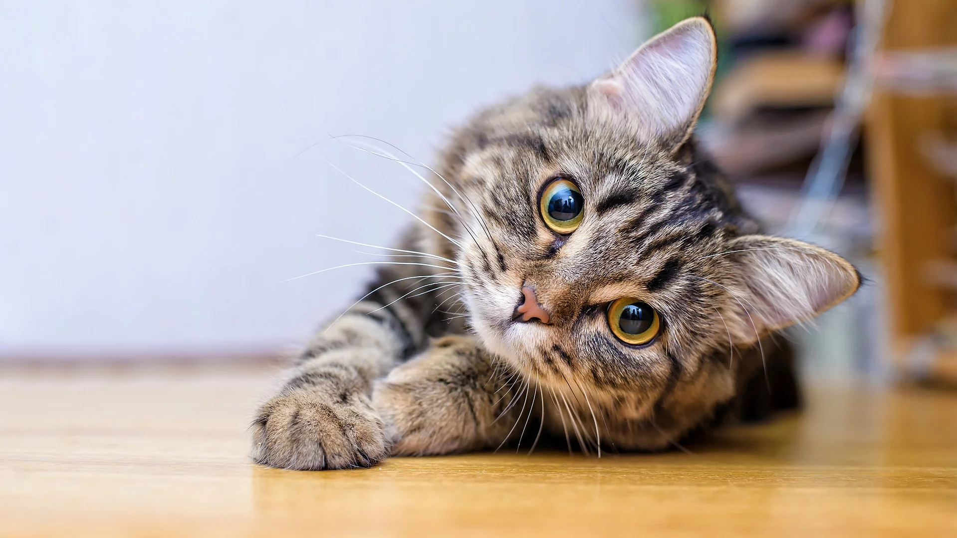 Wunderschöne graue, flauschige, süße Katze, die lustig daliegt und in die Kamera schaut. Die Katze liegt in einem Zimmer auf einem hellen Holzboden. 