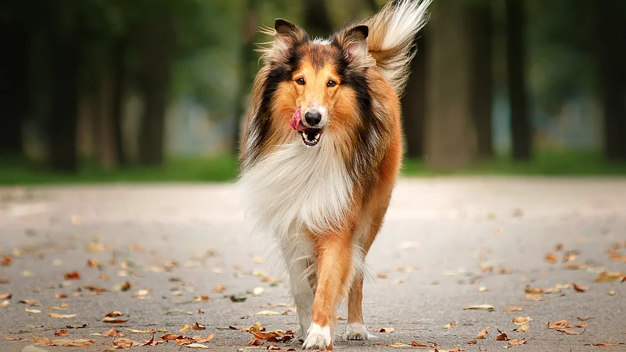 Ein braun-weißer Collie mit langem Fell läuft in herbstlicher Umgebung auf die Kamera zu.