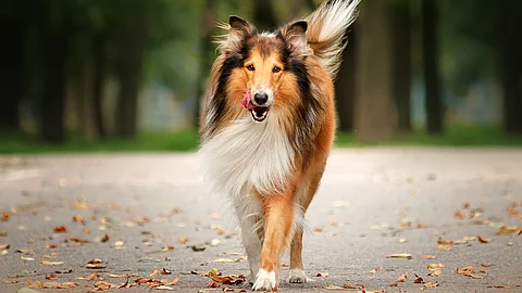 Ein braun-weißer Collie mit langem Fell läuft in herbstlicher Umgebung auf die Kamera zu.