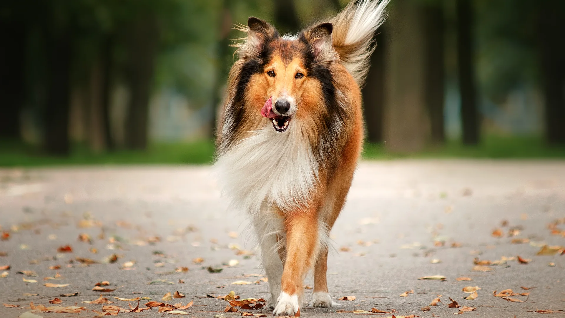 Ein braun-weißer Collie mit langem Fell läuft in herbstlicher Umgebung auf die Kamera zu.
