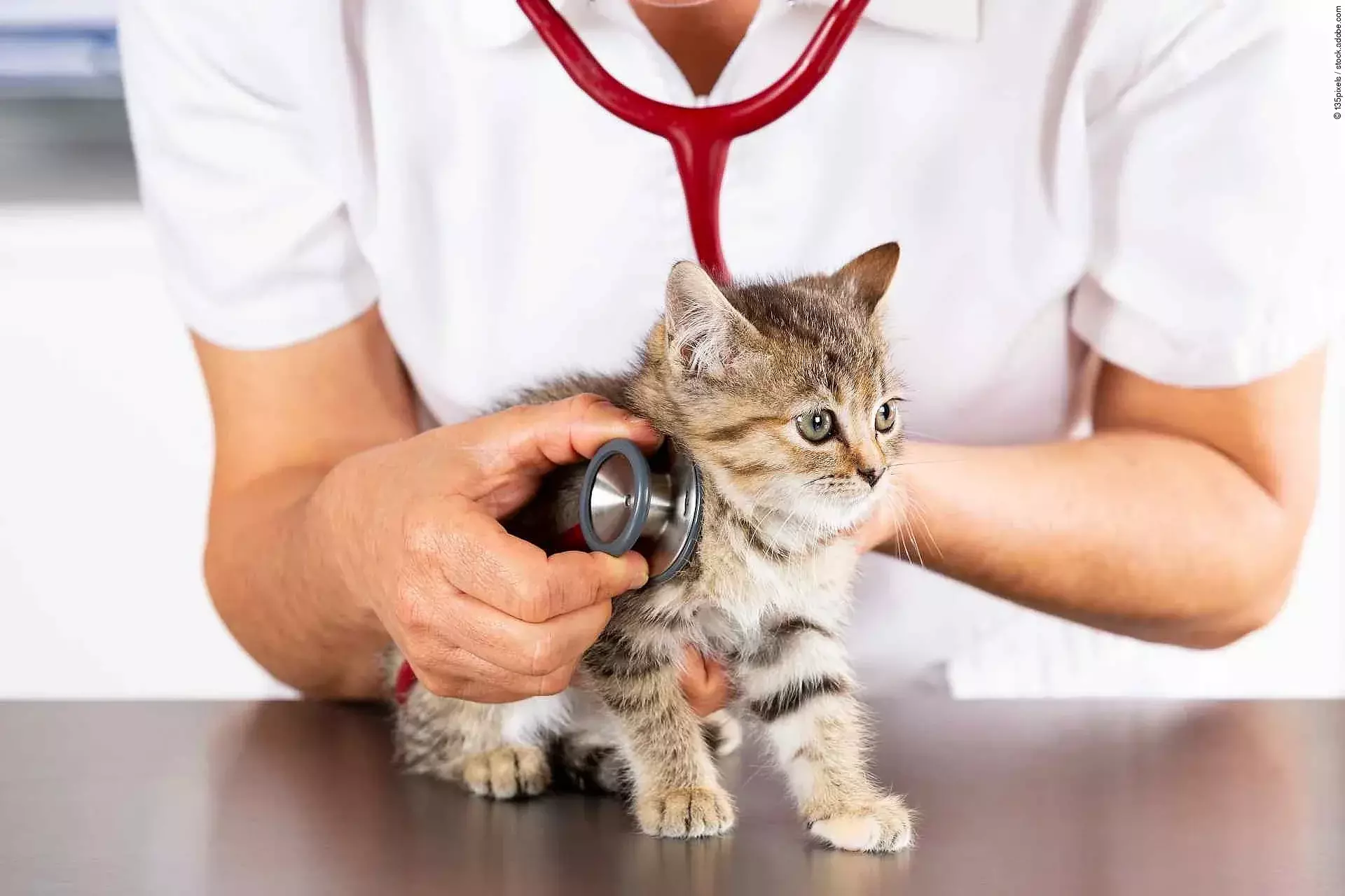 Veterinary clinic with a kitten