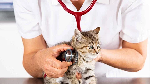 Veterinary clinic with a kitten