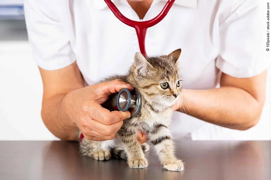 Veterinary clinic with a kitten