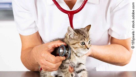 Veterinary clinic with a kitten