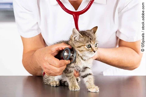 Veterinary clinic with a kitten