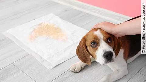 Cute dog near underpad with wet spot on floor