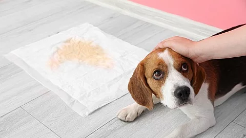 Cute dog near underpad with wet spot on floor