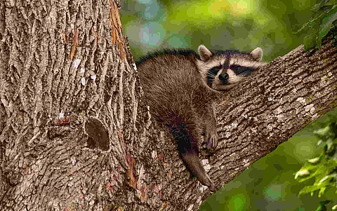 Baby raccoon sleeping in the branch of an old tree early in the 