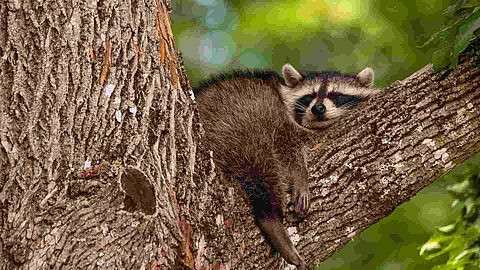 Baby raccoon sleeping in the branch of an old tree early in the