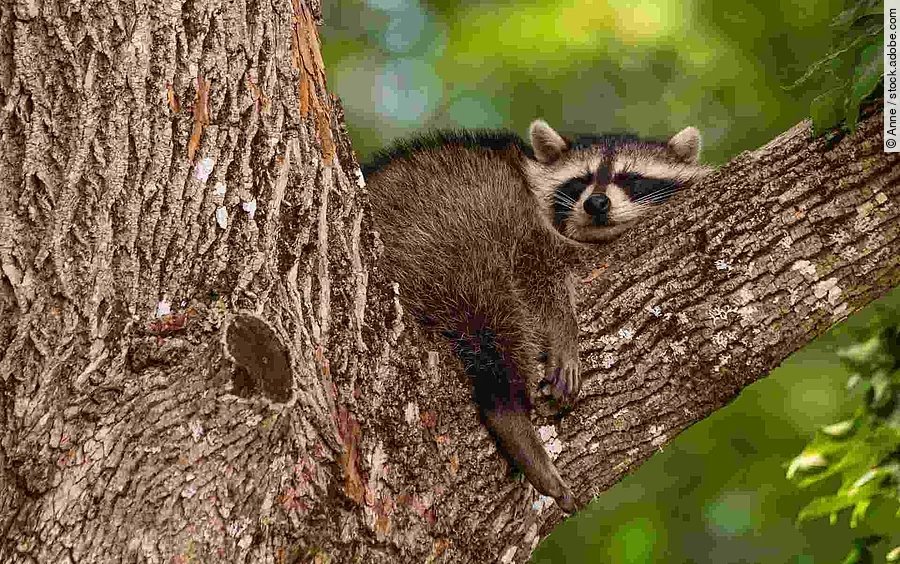 Baby raccoon sleeping in the branch of an old tree early in the 