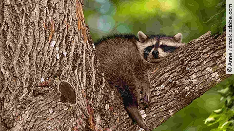 Baby raccoon sleeping in the branch of an old tree early in the 