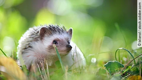 Ein Igel sitzt im Gras.