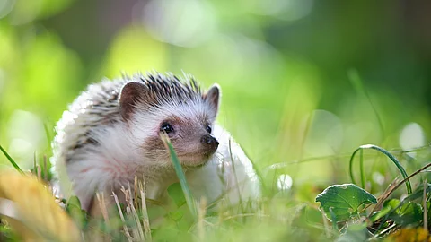 Small african hedgehog pet on green grass outdoors on summer day. Keeping domestic animals and caring for pets concept Ein Igel sitzt im Gras.