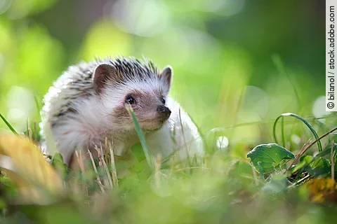 Ein Igel sitzt im Gras.