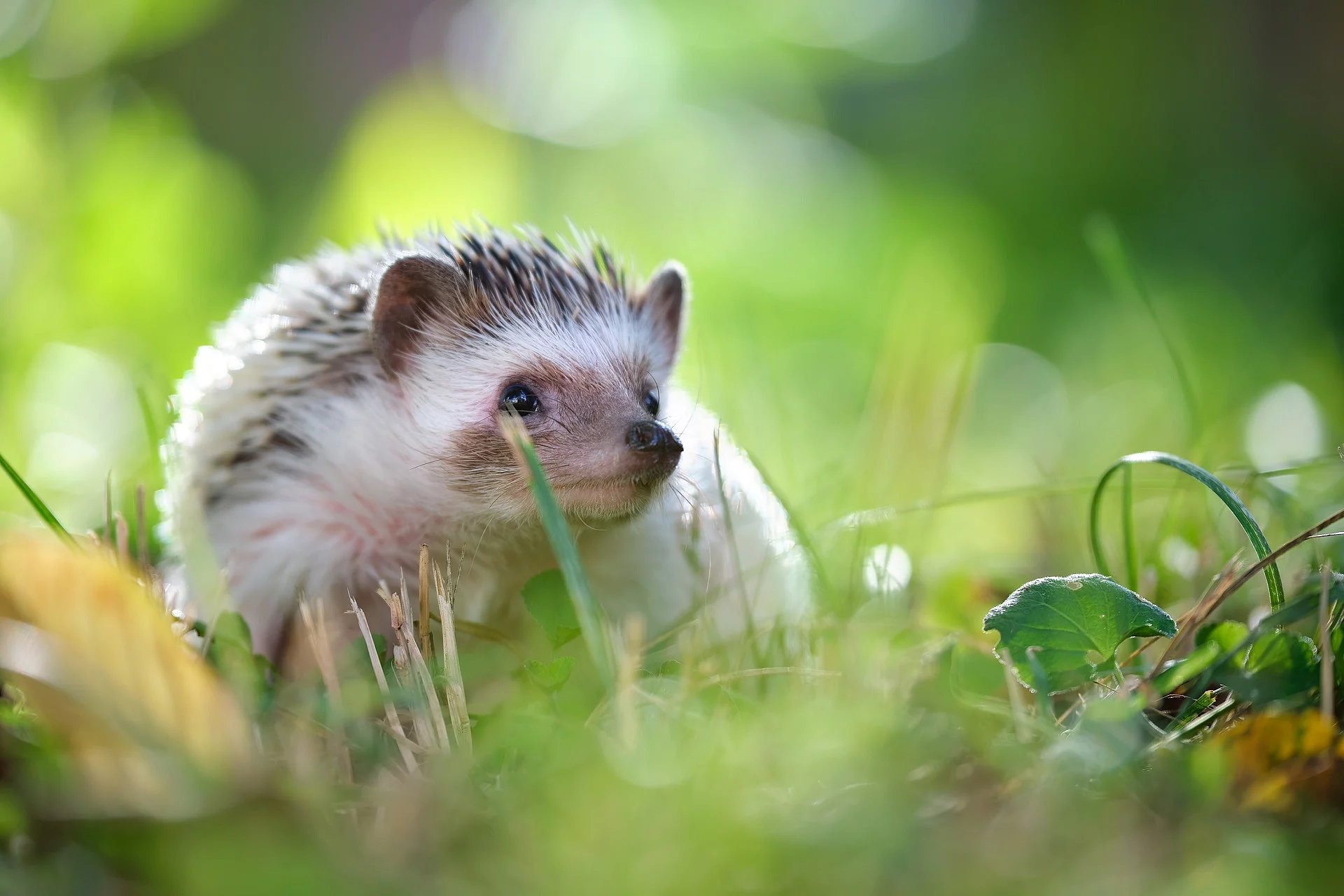 Ein Igel sitzt im Gras.