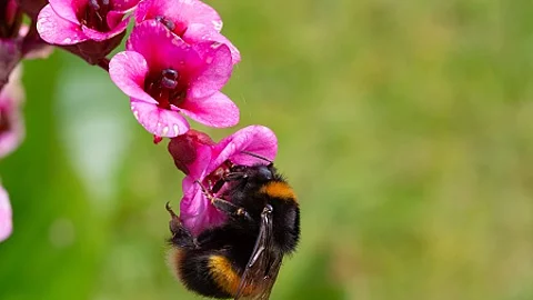 bumble bee clings to bergenia bloom