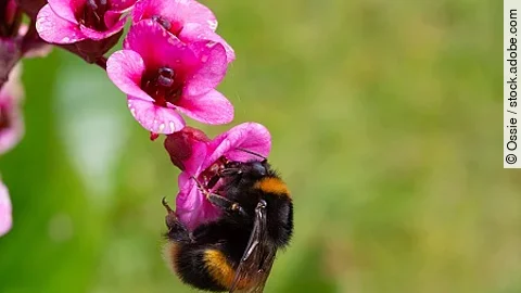 bumble bee clings to bergenia bloom