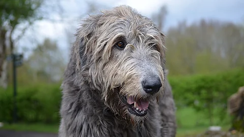 Ein großer grauer irischer Wolfshund steht hechelnd m Garten, sodass man ein bisschen in sein Maul schauen kann.