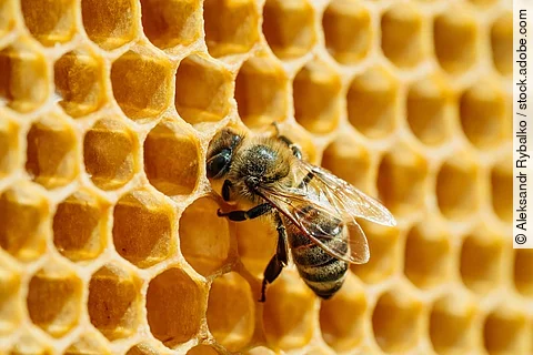 Eine Biene sitzt auf einer Bienenwabe.