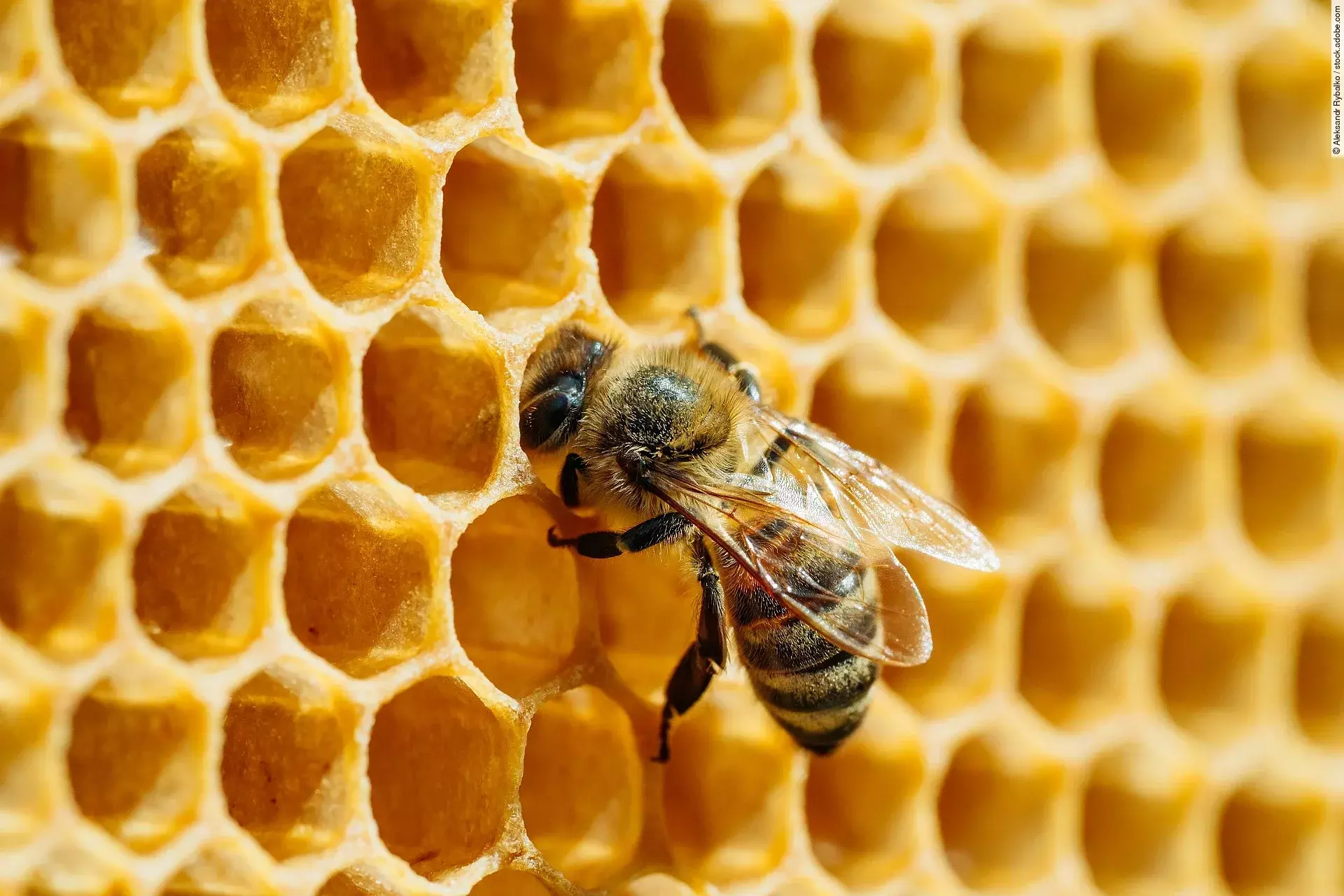 Eine Biene sitzt auf einer Bienenwabe.