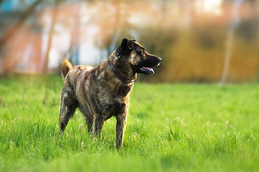 Ein Hund steht auf einer Wiese und blickt zur Seite.