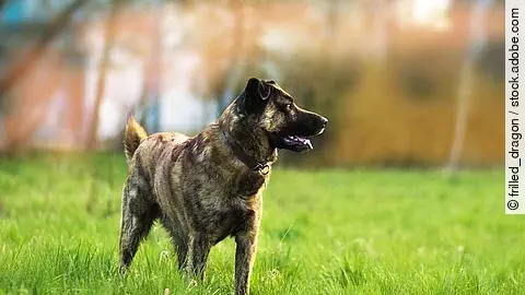 Ein Hund steht auf einer Wiese und blickt zur Seite.