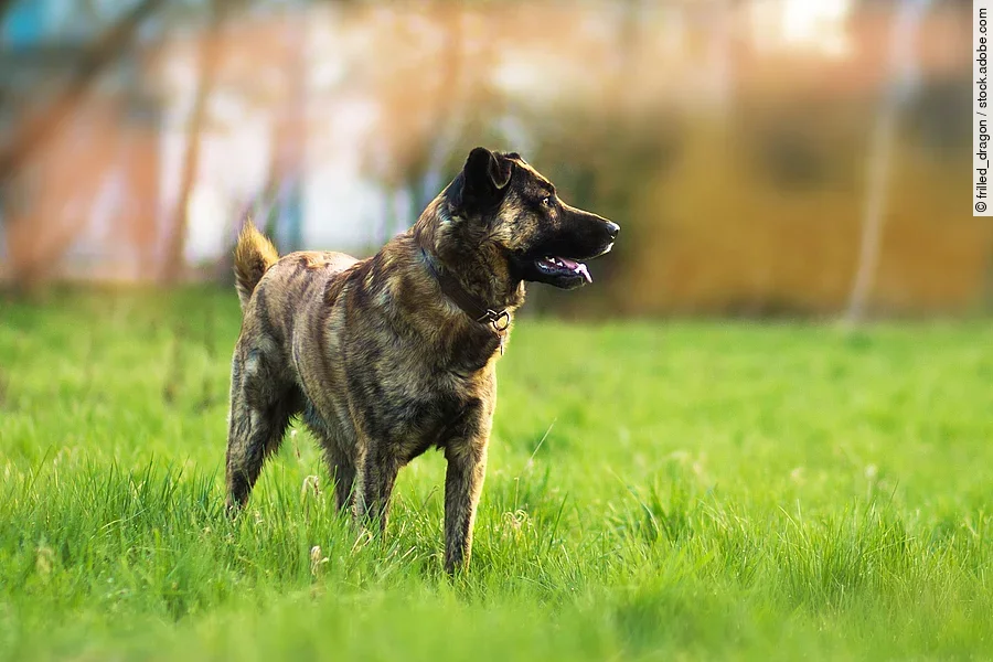 Ein Hund steht auf einer Wiese und blickt zur Seite.
