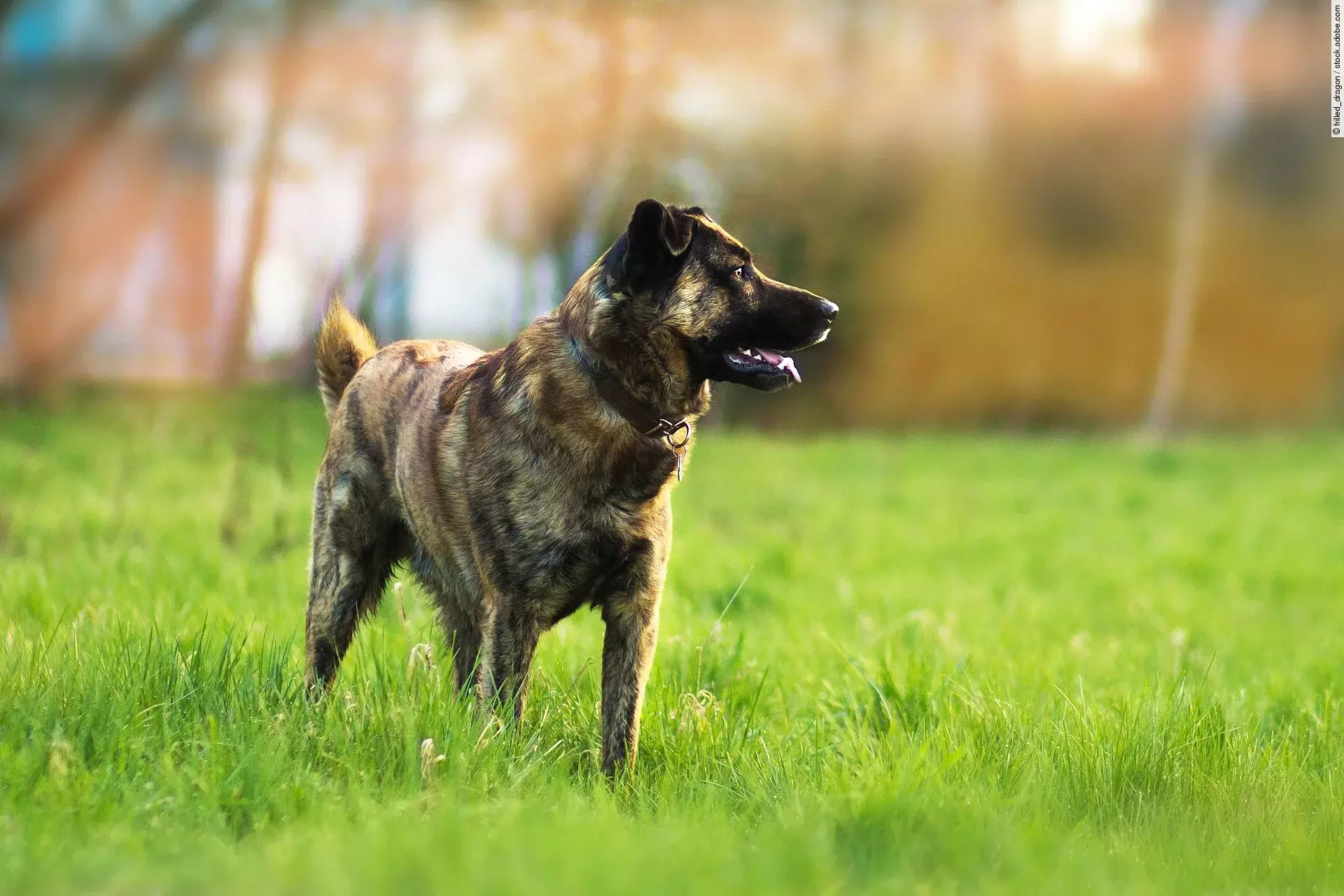 Ein Hund steht auf einer Wiese und blickt zur Seite.