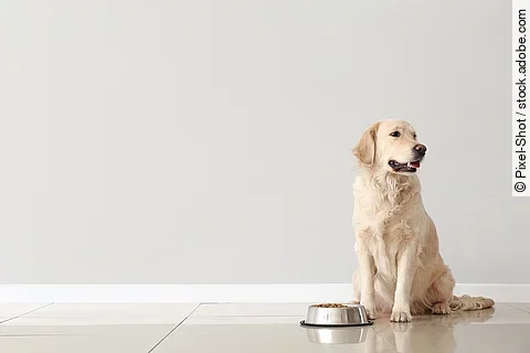 Ein Hund sitzt vor einem Futternapf.