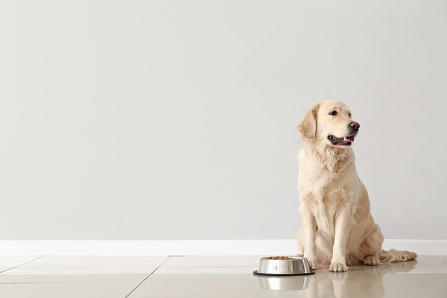 Cute dog and bowl with food near light wall Ein Hund sitzt vor einem Futternapf.