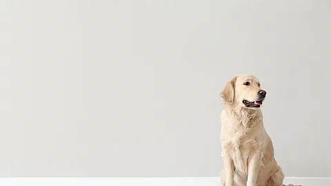 Cute dog and bowl with food near light wall Ein Hund sitzt vor einem Futternapf.