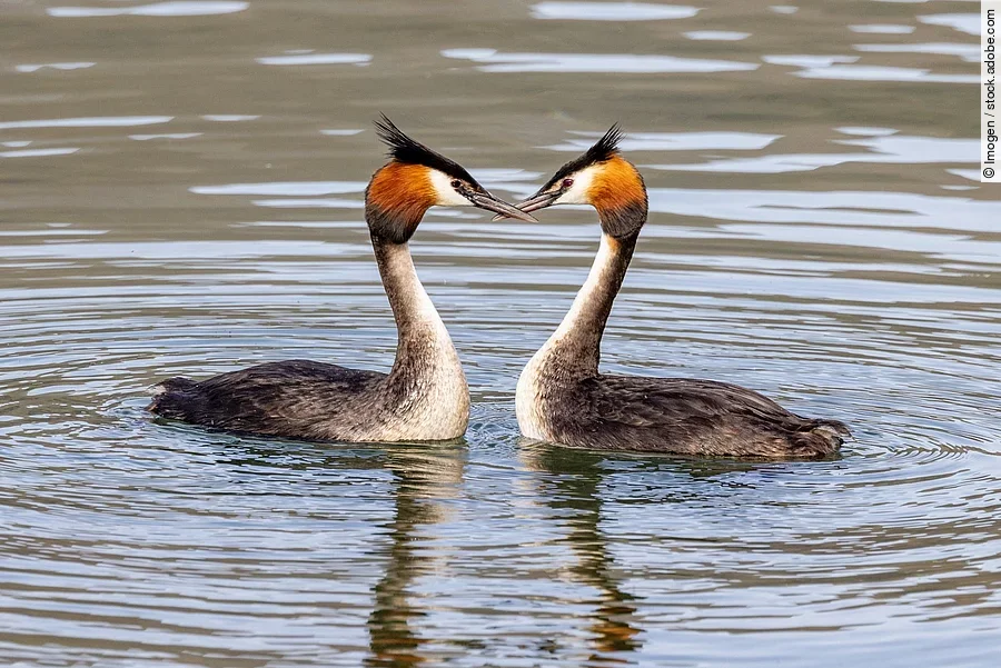 Australasian Crested Grebe in New Zealand