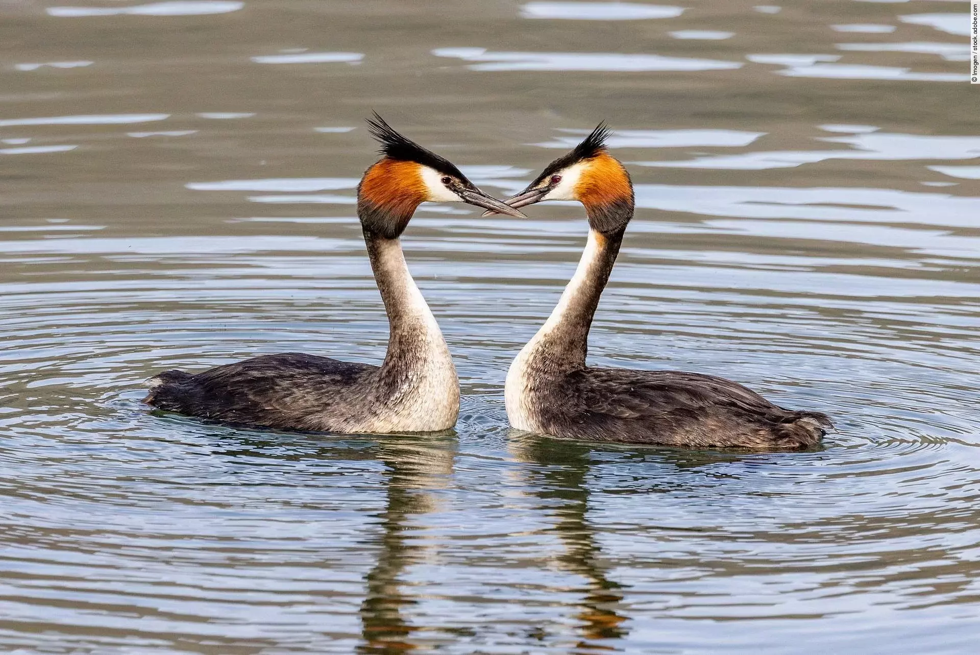 Australasian Crested Grebe in New Zealand