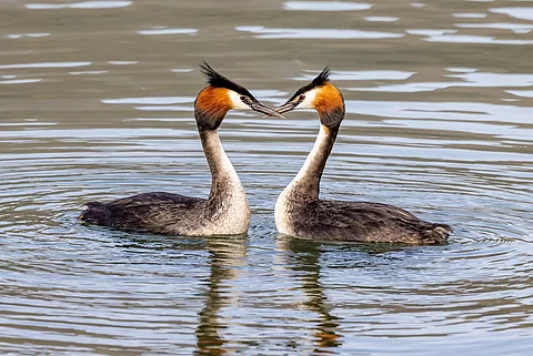 Australasian Crested Grebe in New Zealand