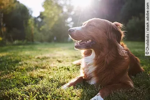 Ein Hund liegt auf dem Gras in der Natur. Die Sonne scheint und Sonnenstrahlen fallen ins Bild.