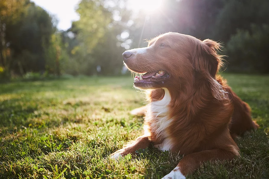 Portrait of happy dog in the countryside. Nova Scotia Duck Tolli Ein Hund liegt auf dem Gras in der Natur. Die Sonne scheint und Sonnenstrahlen fallen ins Bild.