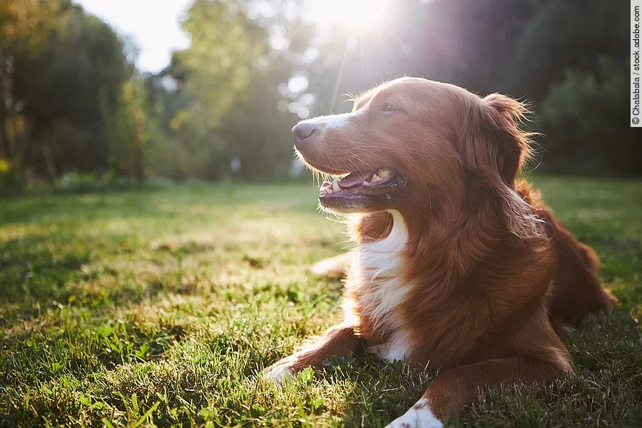 Ein Hund liegt auf dem Gras in der Natur. Die Sonne scheint und Sonnenstrahlen fallen ins Bild.