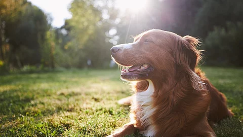 Ein Hund liegt auf dem Gras in der Natur. Die Sonne scheint und Sonnenstrahlen fallen ins Bild.