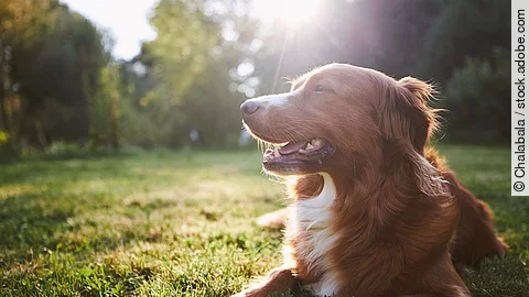 Ein Hund liegt auf dem Gras in der Natur. Die Sonne scheint und Sonnenstrahlen fallen ins Bild.