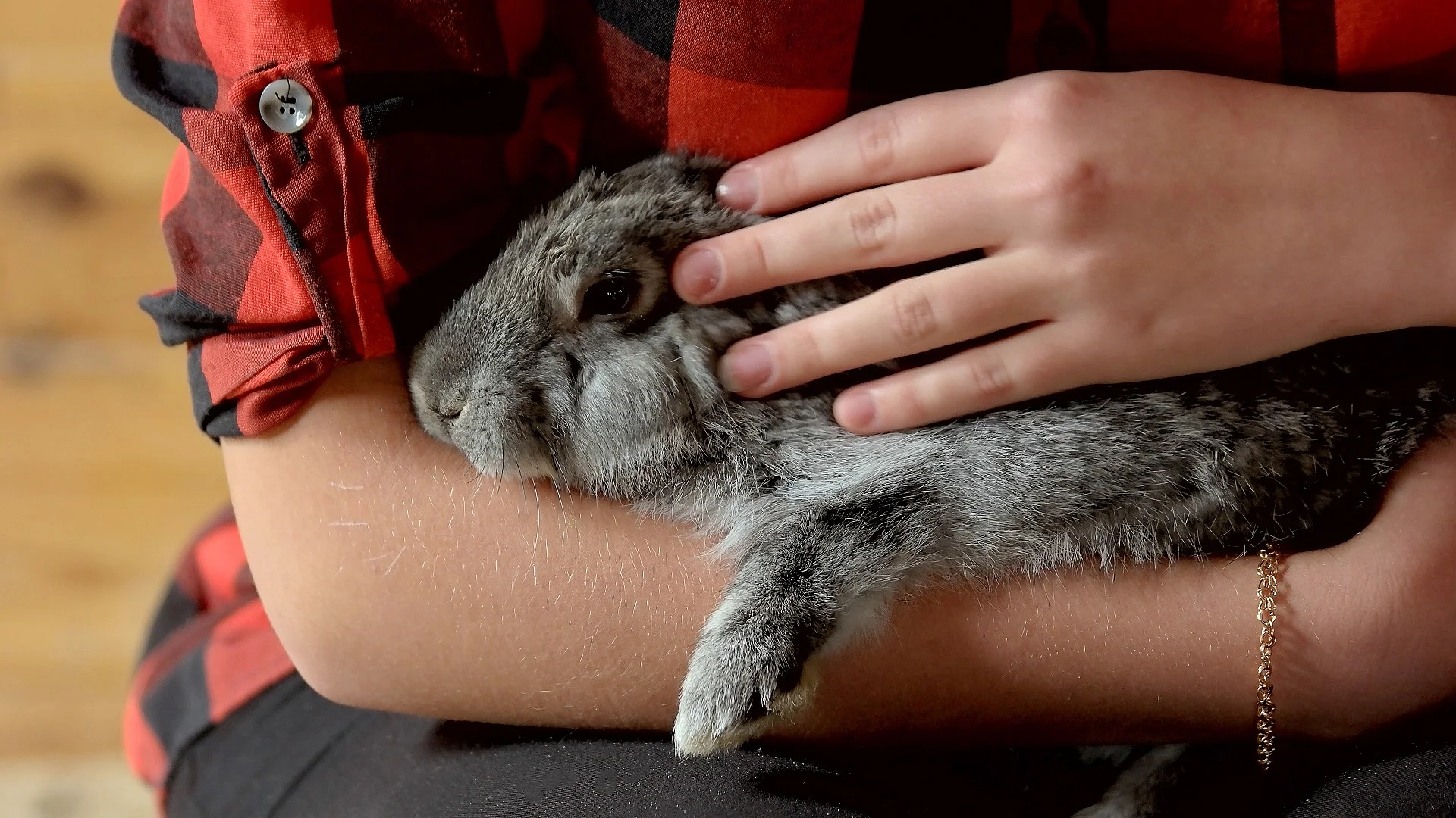 Nahaufnahme von einem Kaninchen in dem Arm einer Person.