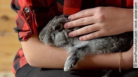 Nahaufnahme von einem Kaninchen in dem Arm einer Person.