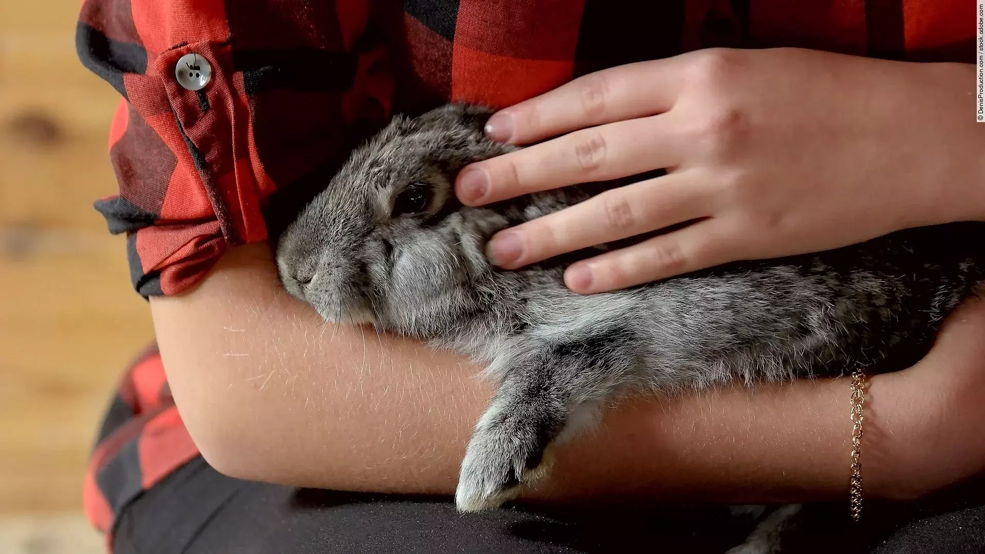 Nahaufnahme von einem Kaninchen in dem Arm einer Person.