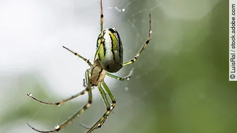 Colorful spider hanging on the spiderweb