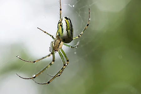 Colorful spider hanging on the spiderweb
