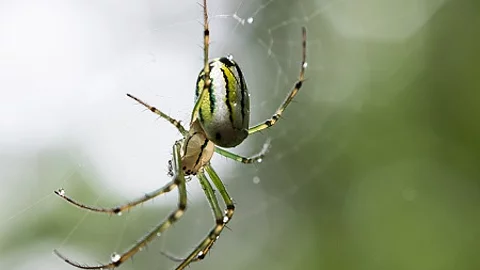 Colorful spider hanging on the spiderweb