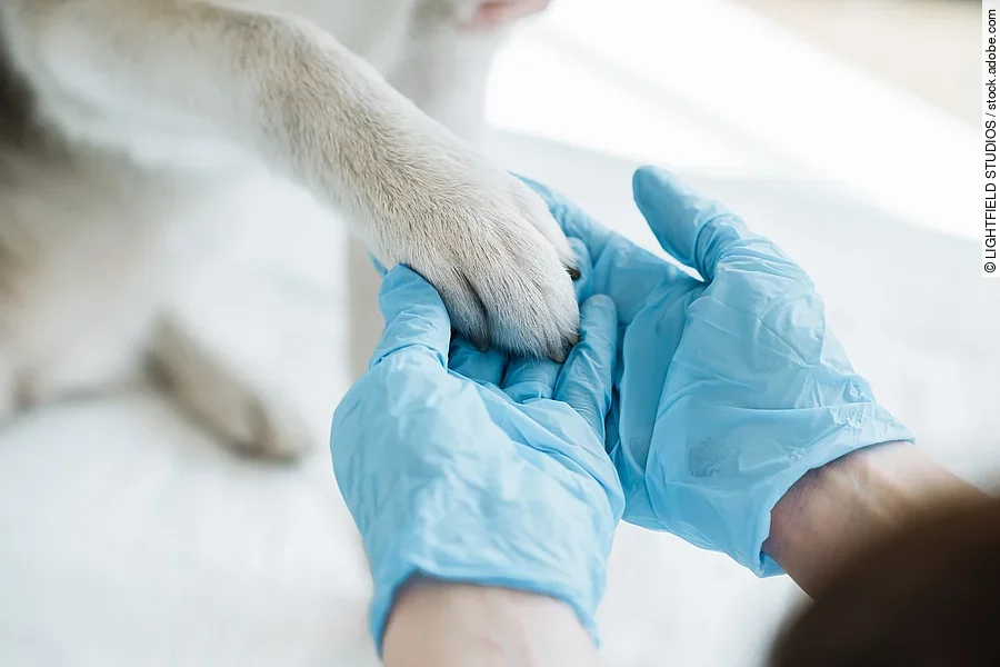 Tierarzt trägt Latexhandschuhe und hält die Pfote eines Hundes.