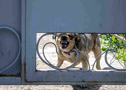 Angry dog ​​barks