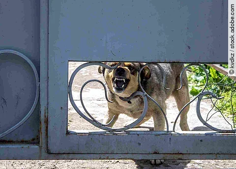 Angry dog ​​barks