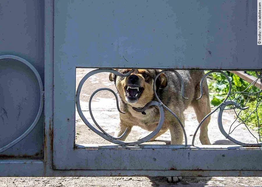 Angry dog ​​barks