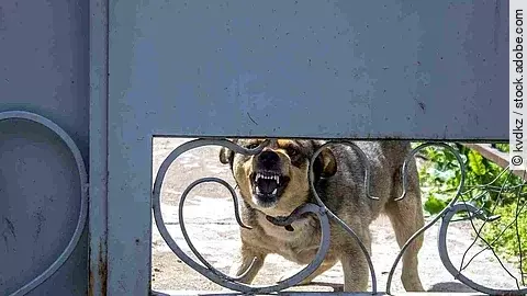 Angry dog ​​barks